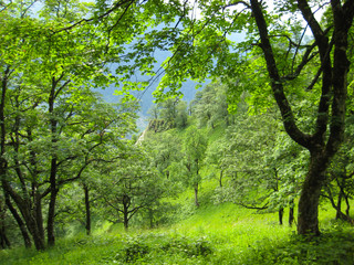Fototapeta na wymiar Oak forest in the mountains