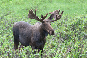 Shiras Moose in Colorado. Shiras are the smallest species of Moose in North America