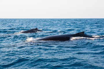 Australia whale in queensland whitsundays