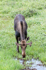 Shiras Moose in Colorado. Shiras are the smallest species of Moose in North America