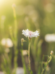 White cornflower flower on a sunny meadow close-up.
