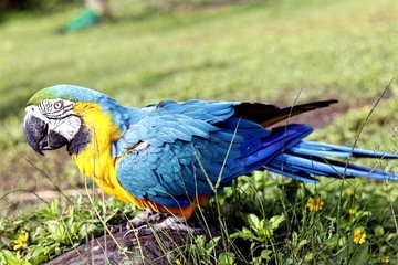 blue and yellow macaw