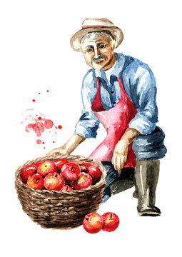 Senior farmer sits on one knee with basket full of red apples. Watercolor hand drawn illustration, isolated on white background