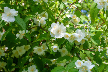 Spring blooming of gentle jasmine in the garden. Close-up.