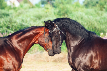 couple of Trakehner stallions in meadow