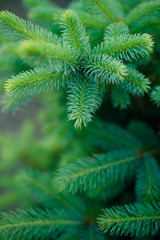 young fluffy spruce, close-up with smooth bokeh