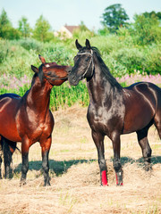 Two black and bay  beautiful  stallions in meadow