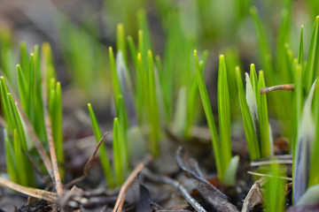 Closeup of fresh green leaves are growing out from the earth after the winter