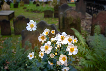 Leben und Tod, Friedhof in New York