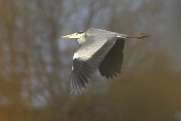 graureiher flug