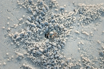 Crabs and sand grains on the beach with blurred background
