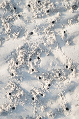 Sandy beach background with crab traces. Detailed sand texture
