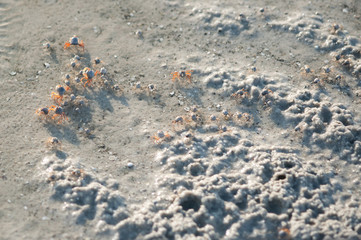 Small crab making sand ball and digging hole on beach