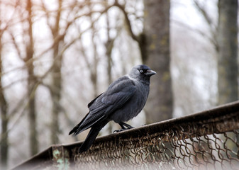 Black crow sits on the fence. Wild birds, park, nature protection