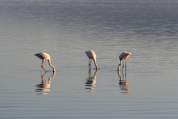 Three pink flamingos searches for mollusks and fish in the waters of the lake. Lake Nakuru, KENYA.