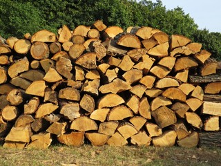 Pile of Wood Logs Stacked Straightened to Wooden Wall Background