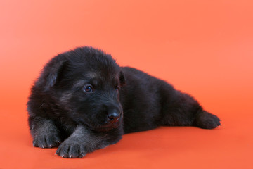 Puppy East European shepherd lying on an orange background