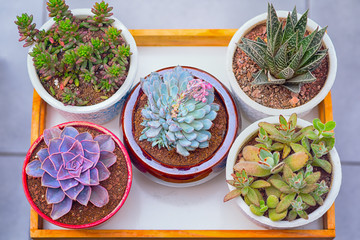 A group of cactus succulent plants in flower pots.Top view.