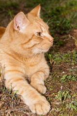 Naklejka na ściany i meble Big red cat is lying in the garden