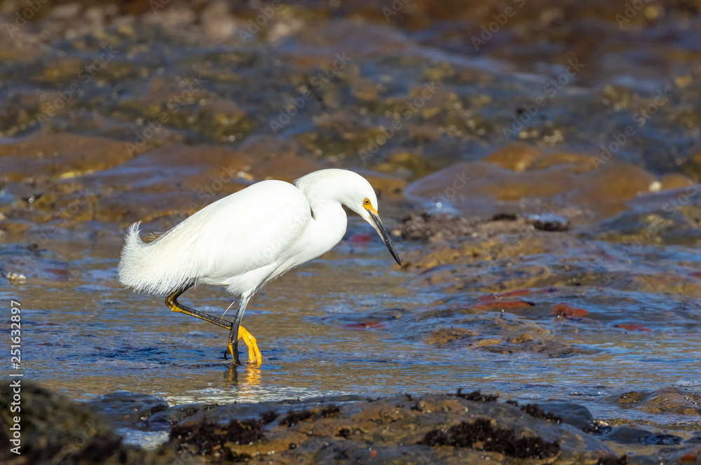 Wall mural snowy egret in tidepool at point lobos state natural reserve, california