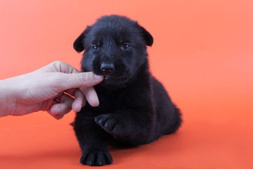 Puppy bites hands. Playful puppy. Dog breed East European shepherd.