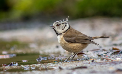 crested tit
