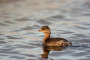 Tuffetto (Tachybaptus ruficollis) in inverno sull'acqua,primo piano