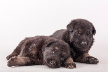 Two funny puppies lie next to each other on a gray background. East European shepherd. After
