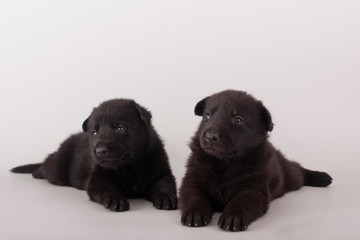 Two funny puppies lie next to each other on a gray background. East European shepherd. After