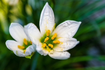 Obraz premium decorative white flower rain lily Zephyranthes grandiflora