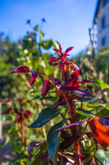 Red leaves Rose. Nature. close up, selective focus