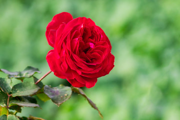 Red rose on a green blurry background during the flowering period_