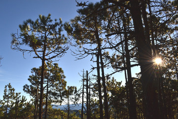 Árboles en el bosque