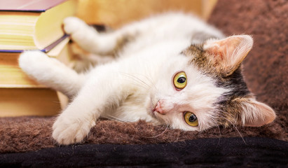 The white cat is in the room near the books. Rest during teaching_