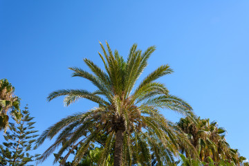 views of palm and southern pine on a background of blue sky