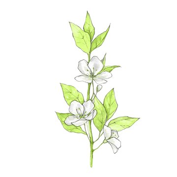 White flowers. Floral branch, isolated on white background. Ink sketch