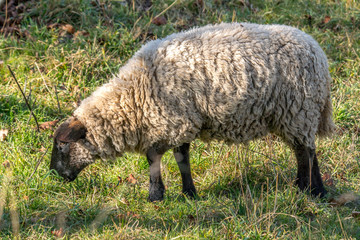Fototapeta premium wooly white sheep at spring meadow