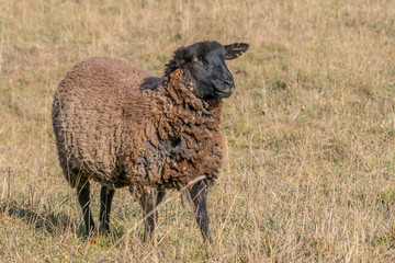 wooly white sheep at spring meadow