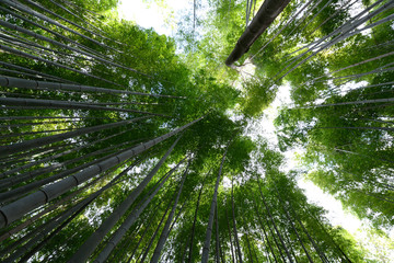 Bamboo forest or Arashiyama bamboo grove or Sagano Bamboo forest Kyoto Japan