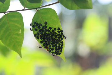 bugs on branch of a tree