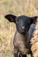 Fototapeta premium young new born black lamb explores the world