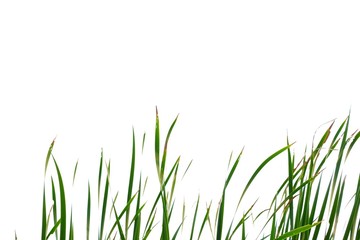 In selective focus wild grass leaves on white isolated background for green foliage backdrop 