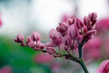 pink flower of magnolia