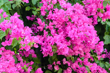 beautiful natural background. pink flowers of bougainvillea with green foliage curl on the fence