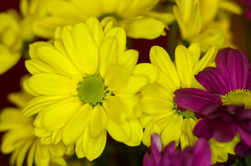 Beautiful bright purple and yellow chrysanthemum flowers, selective focus, macro