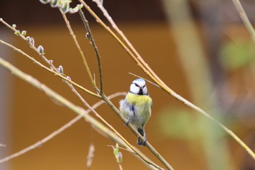 blaumeise
