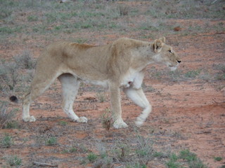 lioness in the grass