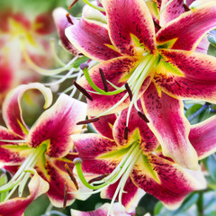 Lilies in the garden