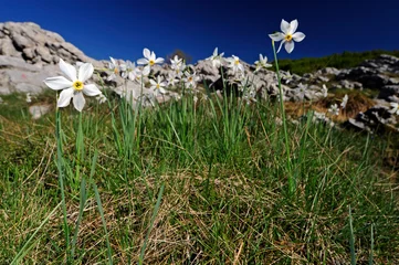 Dekokissen Weiße Narzisse (Narcissus poeticus) - poet's daffodil © bennytrapp