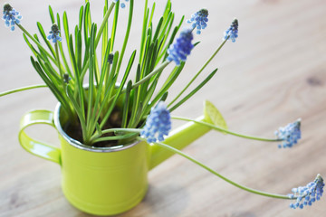 Fresh muscari in pots in the form of a watering can on a wooden table